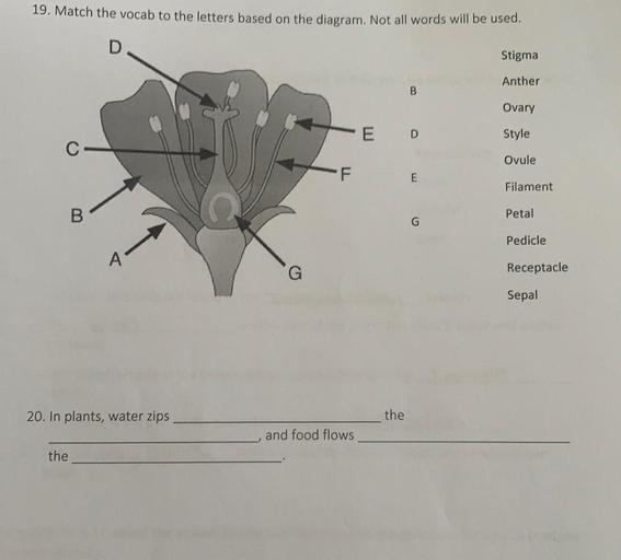 19. Match the vocab to the letters based on the diagram. Not all words will be used.
D
Stigma
Anther
B
Ovary
E
D
Style
C
Ovule
F
E
Filament
B
Petal
G
Pedicle
G
Receptacle
Sepal
20. In plants, water zips
the
and food flows
the