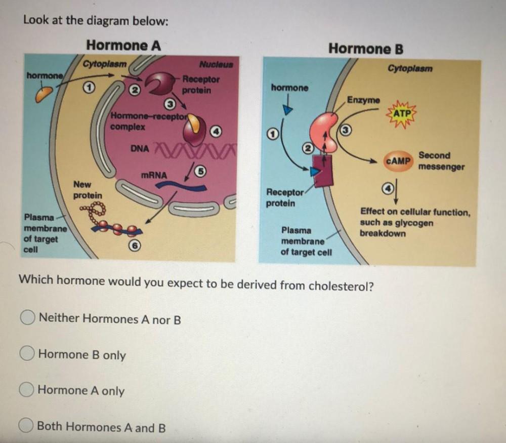 Look at the diagram below Hormone A Cytoplasm hormo... Biology
