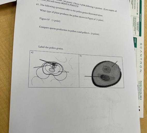 ber. (40 points) Choose 4 of the following 5 questions. If you complete all
, you will receive BONUS POINTS!
67. The following questions refer to the pollen grains illustrated below.
CHAMPLETELY
MAKI DANIK MARKS
ONUMO PINCHONIN
What type of plant produces the pollen shown in Figure a? (1 point)
Figure b? (1 point)
IMPORTANT
.102
fofa possibile muttive points
SCORE FEATURE
TO USE SUNJECTIVE
Compare sperm production in pollen a and pollen b. (s points)
lay wo au
NAME
Label the pollen grains.
b)
S CAN T R O N.
)
www.ScanStore.com
Reorder Form No. 882-E