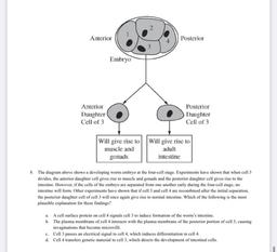 2
Anterior
Posterior
3
Embryo
Anterior
Daughter
Cell of 3
Posterior
Daughter
Cell of 3
Will give rise to
muscle and
gonads
Will give rise to
adult
intestine
8. The diagram above shows a developing worm embryo at the four-cell stage. Experiments have shown