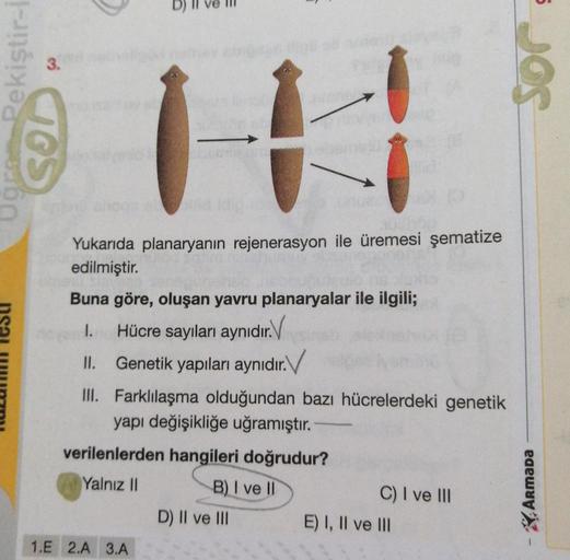 5
3.
GroRekiştir-
SOU
sor
Yukarıda planaryanın rejenerasyon ile üremesi şematize
edilmiştir.
Buna göre, oluşan yavru planaryalar ile ilgili;
1. Hücre sayıları aynıdır. V
II. Genetik yapıları aynıdır. V
.
III. Farklılaşma olduğundan bazı hücrelerdeki geneti