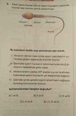 5.
Erkek üreme hücresi olan bir sperm hücresinin yapısında
bulunan bazı kısımlar şekilde gösterilmiştir.
Akrozom
Sentriol
Mitokondri
Çekirdek
Kuyruk
Bu kısımların özellik veya görevleriyle ilgili olarak,
1. Akrozom denilen kese içinde sperm çekirdeğinin yu-
murtaya girişini sağlayacak enzimler bulunur.
Sentrioller sperm hücresinin bölünmesi sırasında iğ ip-
liklerinin hareketinde görev yapar.
III. Mitokondrilerin ürettiği ATP enerjisi kuyruk tarafından
kullanılarak sperm hücresinin yer değiştirmesi sağlanır.
IV. Çekirdek içinde genetik bilginin aktarılmasını sağlayan
homolog kromozomlar bulunur.
açıklamalarından hangileri doğrudur?
A) I ve III
B) II ve III
C) III ve IV
D) I, II ve III
E) I, II, III ve IV