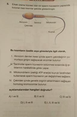 5.
Erkek üreme hücresi olan bir sperm hücresinin yapısında
bulunan bazı kısımlar şekilde gösterilmiştir.
Akrozom
Sentriol
Mitokondri
Çekirdek
Kuyruk
Bu kısımların özellik veya görevleriyle ilgili olarak,
1. Akrozom denilen kese içinde sperm çekirdeğinin yu-
murtaya girişini sağlayacak enzimler bulunur.
Sentrioller sperm hücresinin bölünmesi sırasında iğ ip-
liklerinin hareketinde görev yapar.
III. Mitokondrilerin ürettiği ATP enerjisi kuyruk tarafından
kullanılarak sperm hücresinin yer değiştirmesi sağlanır.
IV. Çekirdek içinde genetik bilginin aktarılmasını sağlayan
homolog kromozomlar bulunur.
açıklamalarından hangileri doğrudur?
A) I ve III
B) II ve III
C) III ve IV
D) I, II ve III
E) I, II, III ve IV
