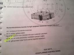 E)
3:1
1:2:1
er er
56. Şekilde hücre zarının yapısı gösterilmiştir.
er
111
Numaralandırılmış kısımlar ile ilgili aşağıdaki ifadelerden hangisi doğrudur?
A) I, prokaryot hücrelerde bulunmaz.
B) II, antikor görevi yapar.
Cest, bir canlının tüm hücrelerinde aynı moleküler yapıdadır.
D) III, su ve suda çözünmüş maddelerin geçişini sağlar.
E) IV, glikoprotein olup hücre zarına özgüllük kazandırır.
TEST BITTI.
CEVAPLARINIZI KONTROL EDİNİZ.