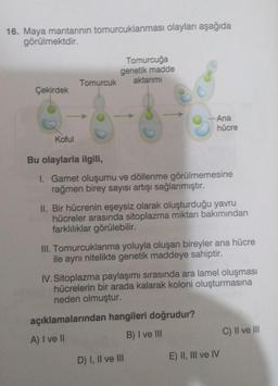 16. Maya mantarının tomurcuklanması olayları aşağıda
görülmektdir.
Tomurcuğa
genetik madde
Tomurcuk
aktarımı
Çekirdek
-Ana
hücre
Koful
Bu olaylarla ilgili,
I. Gamet oluşumu ve döllenme görülmemesine
rağmen birey sayısı artışı sağlanmıştır.
II. Bir hücrenin eşeysiz olarak oluşturduğu yavru
hücreler arasında sitoplazma miktarı bakımından
farklılıklar görülebilir.
III. Tomurcuklanma yoluyla oluşan bireyler ana hücre
ile aynı nitelikte genetik maddeye sahiptir.
IV. Sitoplazma paylaşımı sırasında ara lamel oluşması
hücrelerin bir arada kalarak koloni oluşturmasına
neden olmuştur.
açıklamalarından hangileri doğrudur?
A) I ve II
B) I ve III
C) II ve III
D) I, II ve III
E) II, III ve IV