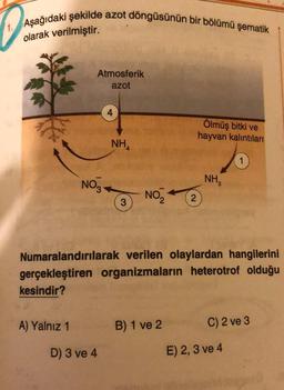 1. Aşağıdaki şekilde azot döngüsünün bir bölümü şematik
olarak verilmiştir.
Atmosferik
azot
Ölmüş bitki ve
hayvan kalıntıları
NHA
NOZ
NH
NOZ
3
2
Numaralandırılarak verilen olaylardan hangilerini
gerçekleştiren organizmaların heterotrof olduğu
kesindir?
A) Yalnız 1
B) 1 ve 2
C) 2 ve 3
D) 3 ve 4
E) 2, 3 ve 4