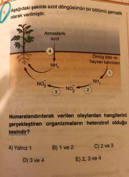 1. Aşağıdaki şekilde azot döngüsünün bir bölümü şematik
olarak verilmiştir.
Atmosferik
azot
Ölmüş bitki ve
hayvan kalıntıları
NHA
NOZ
NH
NOZ
3
2
Numaralandırılarak verilen olaylardan hangilerini
gerçekleştiren organizmaların heterotrof olduğu
kesindir?
A) Yalnız 1
B) 1 ve 2
C) 2 ve 3
D) 3 ve 4
E) 2, 3 ve 4
