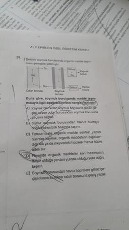 plan bu
danas
en On
Bu
Semenang
der yok
edicions
und Hem
y de
wan
ALP EPSİLON ÖZEL OGRETIM KURSU
28
Şekilde soymuk borulannda organik madde tan
ması şematize edilmiştir.
Su
GIKOT
Kaynak
Su
Su
hücre
Glikoz Havuz
Su
Odun borusu Soymuk
hücre
borusu
Buna göre, soymuk borularında madde taşın-
masıyla ilgili aşağıdakilerden hangisi yanlıştır?
A) Kaynak hücreden soymuk borusuna glikoz ge-
çişi, suyun oduq borusundan soymuk borusuna
geçişini sağlar.
B) Glikoz søýmuk borusundan havuz hücreye
doğru hidrostatik basınçla taşınır.
C) Fotosentezle organik madde sentezi yapan
hücreler kaynak, organik maddelerin depolan-
diğiók ya da meyvedeki hücreler havuz hücre
adını alır.
D) Poemde organik maddeler sivi basıncının
daşok olduğu yerden yüksek olduğu yere doğru
taşınır.
E) Soymuk borusundan havuz hücrelere glikoz ge-
çişi olunca su lakrar odun borusuna geçiş yapar.
log