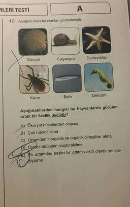 ALERİ TESTİ
A
17. Aşağıda bazı hayvanlar gösterilmiştir.
Sünger
Salyangoz
Denizyıldızı
Kene
Balık
Denizati
Aşağıdakilerden hangisi bu hayvanlarda görülen
ortak bir özellik değildir?
A) Ökaryot hücrelerden oluşma
B) Çok hücreli olma
C) Ortamdan inorganik ve organik birleşikler alma
Dj Üreme hücreleri oluşturabilme
Bir ortamdan başka bir ortama aktif olarak yer de-
ğiştirme
