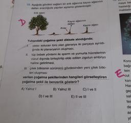 maya ba
15. Aşağıda gövdesi sağlam bir erik ağacına kayısı ağacının
dallan aracılığıyla yapılan aşılama gösterilmiştir.
hastaligi
maktadır
Erik agaci
D
Kayısı ağacının
dallari
Kayısı ağacı
Anac
0.
Yukarıdaki çoğalma şekli dikkate alındığında;
1. yassı solucan türü olan planarya iki parçaya ayrıldı-
ğında iki planaryanın oluşması,
II. tüp bebek yöntemi ile sperm ve yumurta hücrelerinin
vücut dışında birleştirilip elde edilen zigotun embriyo
haline getirilmesi,
III. çilek bitkisinin sürünücü gövdesinden yeni çilek bitki-
leri oluşması
verilen çoğalma şekillerinden hangileri görselleştiren
çoğalma şekli ile benzerlik gösterir?
A) Yalnız!
B) Yalnız III C) I ve II
D) I ve III
E) II ve III
Koro
bağı
tein
E
cut
kan
Has
gec
sal
tes
de
as
yo
