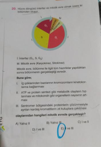 20. Hücre döngüsü interfaz ve mitotik evre olmak üzere iki
bölümden oluşur.
Caryokinez
Sitokinez
S
10
i: interfaz (G, S, G2)
M: Mitotik evre (Karyokinez, Sitokinez)
Mitotik evre, bölünme ile ilgili tüm hazırlıklar yapıldıktan
sonra bölünmenin gerçekleştiği