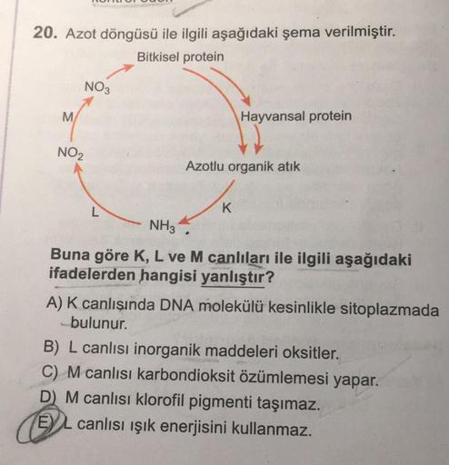 20. Azot döngüsü ile ilgili aşağıdaki şema verilmiştir.
Bitkisel protein
NO3
M
Hayvansal protein
NO2
Azotlu organik atık
L
K
NH3.
Buna göre K, L ve M canlıları ile ilgili aşağıdaki
ifadelerden hangisi yanlıştır?
A) K canlışında DNA molekülü kesinlikle sito