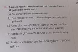 C
16. Aşağıda verilen üreme şekillerinden hangileri gene-
tik çeşitliliğe neden olur?
A) Вir asma bitkisinin çelikle üremesi
B) Bira mayasının tomurcuklanma ile yavrular meydana
getirmesi
C) Çilek bitkisinin gövdesinin toprağa değen kısımları-
nin köklenmesiyle yeni çilek bitkilerinin oluşması
D) Patatesin çimlenmesi sonucu yavru bitkilerin oluş-
ması
E) Fındık tohumundan yeni bir fındık ağacının meydana
gelmesi
