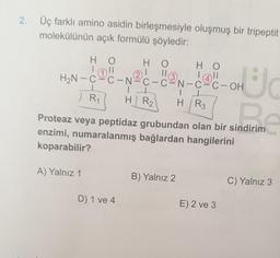 2. Üç farklı amino asidin birleşmesiyle oluşmuş bir tripeptit
molekülünün açık formülü şöyledir:
(2
H 0 H 0 O HO
lol
! II Tall
H2N-C-C-N-C-C-N-CC-OH
It
1
) R R1 HR2
H R3
He
naron
Proteaz veya peptidaz grubundan olan bir sindirim
enzimi, numaralanmış bağlardan hangilerini
koparabilir?
A) Yalnız 1
B) Yalnız 2
C) Yalnız 3
D) 1 ve 4
E) 2 ve 3
