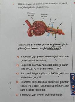 7.
Böbreğin yapı ve süzme birimi nefronun bir kesiti
aşağıdaki şekilde gösterilmiştir.
Glomrulus
yumağı
Bowman
kapsülü
2.
1
5
Numaralarla gösterilen yapılar ve görevleriyle il-
gili aşağıdakilerden hangisi söylenemez?
umağına
A) 1 numaralı yapı glomerulus yumağına temiz kan
getiren atardamar olabilir.
B) Sağlıklı bir insanda 2 numaralı bölgedeki süzün-
tüde alyuvar hücreleri bulunmaz.
C) 3 numaralı bölgede glikoz molekülleri aktif taşı-
ma ile kana geçebilir.
D) 4 numaralı bölgedeki olay süzülme ile bowman
kapsülüne geçemeyen bazı ilaçlarını
kanaldan
kana geçişini ifade eder.
APOIEMI
.
E) 5 numaralı yapı kıvrımlı proksimal tüptür.