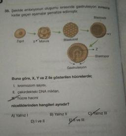 36. Sokide embriyonun olugumu sırasında gastrulasyon evrening
kadar geçen aşamalar sematize edilmiştir.
Blastoso
Zigot
X Morula
Blastosist
→ Z
Blastopor
Gastrulasyon
Buna göre, X, Y ve Z ile gösterilen hücrelerde;
L kromozom sayısı,
II. çekirdekteki DNA miktarı,
W. hücre hacmi
niceliklerinden hangileri aynıdır?
A) Yalnız!
B) Yalnız II
Yalnız III
D) I ve II
El ve III
