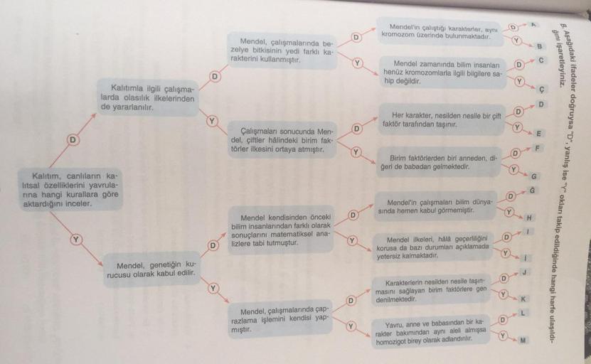 Mendel'in çalıştığı karakterler, aynı
kromozom üzerinde bulunmaktadır.
D
Mendel, çalışmalarında be-
zelye bitkisinin yedi farklı ka-
rakterini kullanmıştır.
ğını işaretleyiniz.
o
Y
Mendel zamanında bilim insanları
henüz kromozomlarla ilgili bilgilere sa-
h