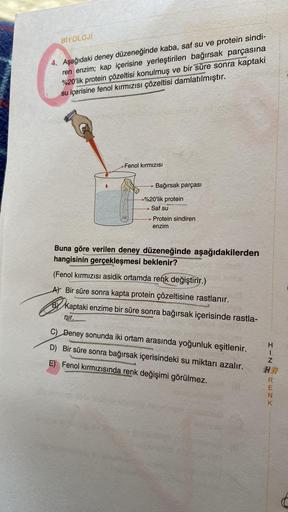 BİYOLOJİ
4. Aşağıdaki deney düzeneğinde kaba, saf su ve protein sindi-
ren enzim; kap içerisine yerleştirilen bağırsak parçasına
%20'lik protein çözeltisi konulmuş ve bir süre sonra kaptaki
su içerisine fenol kırmızısı çözeltisi damlatılmıştır.
Fenol kirmi