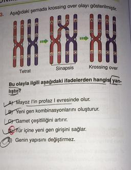 3. Aşağıdaki şemada krossing over olayı gösterilmiştir.
a A
a
al
A
A
a
b
B
B
b
BI
b
B
B
b
CI
C
c
CI
C
Sinapsis
Krossing over
Tetrat
Bu olayla ilgili aşağıdaki ifadelerden hangisi yan-
lıştır?
A Mayoz l'in profaz I evresinde olur.
BY Yeni gen kombinasyonlarını oluşturur.
LCH Gamet çeşitliliğini artırır.
or Tür içine yeni gen girişini sağlar.
Genin yapısını değiştirmez.