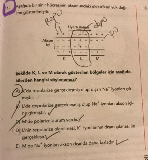 Aşağıda bir sinir hücresinin aksonundaki elektriksel yük dağı-
1.
3.
limi gösterilmiştir.
Repo
Uyartı iletimi
depo
po
+ +
+
+
+
+
-
-
-
+
+
+
Akson
içi
-
-
+
+
+
+
+
+
-
+
+
K
M
Şekilde K, L ve M olarak gösterilen bölgeler için aşağıda-
kilerden hangisi sö