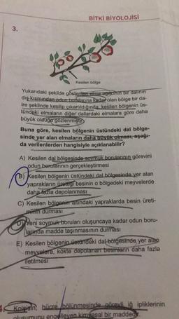 BİTKİ BİYOLOJİSİ
3.
05
Kesilen bölge
Yukarıdaki şekilde gösterilen elma ağacının bir dalinin
dış kısmından edun bordlarına kadar olan bölge bir da-
ire şeklinde kesilip çıkartıldığında, kesilen bölgenin üs-
tündeki elmaların diğer dallardaki elmalara göre daha
büyük olduğu gözlenmiştir.
Buna göre, kesilen bölgenin üstündeki dal bölge-
sinde
yer alan elmaların daha büyük olmast, aşağı-
da verilenlerden hangisiyle açıklanabilir?
A) Kesilen dal bölgesinde soymuk borularının görevini
odun borularının gerçekleştirmesi
B) Kesilen bölgenin üstündeki dal bölgesinde yer alan
yaprakların ürettigi besinin o bölgedeki meyvelerde
daha fazla depolanması
C) Kesilen bölgenin altındaki yapraklarda besin üreti-
minin durması
D) Yeni soymuk boruları oluşuncaya kadar odun boru-
larında madde taşınmasının durması
E) Kesilen bölgenin üstündeki dal bölgesinde yer alan
meyvelere, kökte depolanan besinlerin daha fazla
iletilmesi
Kolsisin, hücre bölünmesinde görevli iğ ipliklerinin
plusumunu engelleven kimyasal bir madded.
