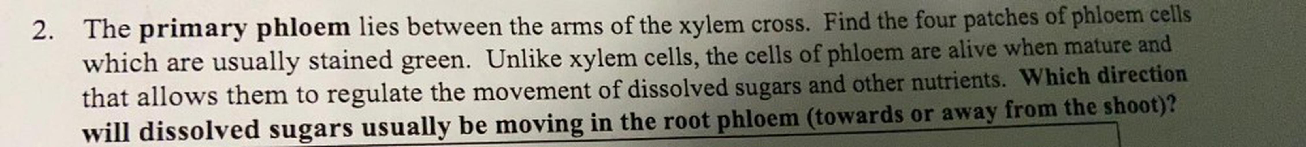 2. The primary phloem lies between the arms of the xylem cross. Find the four patches of phloem cells
which are usually stained green. Unlike xylem cells, the cells of phloem are alive when mature and
that allows them to regulate the movement of dissolved sugars and other nutrients. Which direction
will dissolved sugars usually be moving in the root phloem (towards or away from the shoot)?