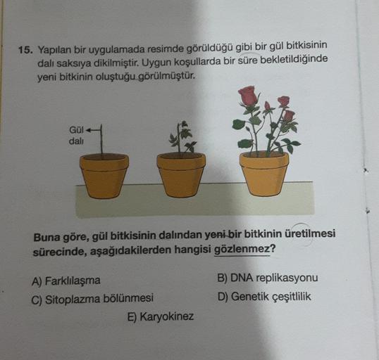 15. Yapılan bir uygulamada resimde görüldüğü gibi bir gül bitkisinin
dali saksıya dikilmiştir. Uygun koşullarda bir süre bekletildiğinde
yeni bitkinin oluştuğu görülmüştür.
GUI
dali
Buna göre, gül bitkisinin dalından yeni bir bitkinin üretilmesi
sürecinde,