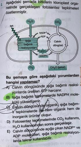 2 Aşağıdaki şemada bitkilerin kloroplast orga-
nelinde gerçekleşen fotosentez tepkimeleri
özetlenmiştir.
lovilo
Ho
CO2
Vi Işık
NADP+
ADP
Tsiga
bağımlı
reaksiyonlar
Calvin
döngüsü
ATP
NADPH
O2
CH2O (şeker)
Bu şemaya göre aşağıdaki yorumlardan
hangisi yapıla