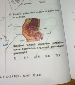 A) FSH
E) LTH
D) Oksitosin
a.
12. Aşağıdaki şekilde insan erkeğine ait üreme siste-
mi verilmiştir.
b
-IV
II
en
CAP
Şekildeki numaralı yapılardan hangisinde
sperm hücrelerinin olgunlaşıp biriktirilmesi
gerçekleşir?
A) 1 B) ||
D) IV E) V
6. A/ 7. C| 8. B/ 9. El 10. B| 11. Al 12. B