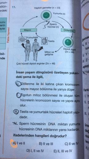 0
Haploit gametler (n = 23)
plann
mdeki
Yumurta (n)
ucu
Berin
ayisi
Sperm
hücresi (n)
Mayoz
Döllenme
Palme Yayınevi
Yumurtalık
Testis
Semad
XX-
tek
Diploit zigot
(2n = 46)
Mitoz ve
gelişme
bö-
nde
11. Y-
Ill
. Z
Çok hücreli diploit erginler (2n = 46)
eşleş