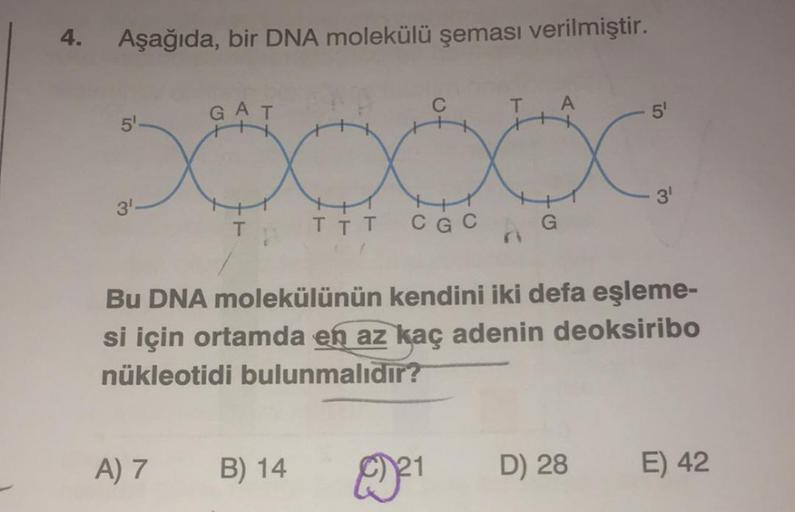 4.
Aşağıda, bir DNA molekülü şeması verilmiştir.
AT
5
5
T
TĪT
CGC
G
ri
Bu DNA molekülünün kendini iki defa eşleme-
si için ortamda en az kaç adenin deoksiribo
nükleotidi bulunmalıdır?
A) 7
B) 14
21
D) 28
E) 42