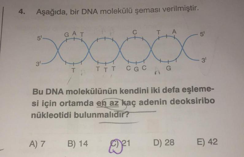 4.
Aşağıda, bir DNA molekülü şeması verilmiştir.
AT
5
5
T
TĪT
CGC
G
ri
Bu DNA molekülünün kendini iki defa eşleme-
si için ortamda en az kaç adenin deoksiribo
nükleotidi bulunmalıdır?
A) 7
B) 14
21
D) 28
E) 42
