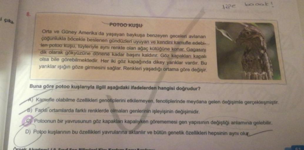 Hipe
booot!
i çıka
POTOO KUŞU
Orta ve Güney Amerika'da yaşayan baykuşa benzeyen geceleri avlanan
çoğunlukla böcekle beslenen gündüzleri uyuyan ve kendini kamufle edebi-
ten potoo kuşu, tüyleriyle aynı renkte olan ağaç kütüğüne konar. Gagasin
dik olarak gök