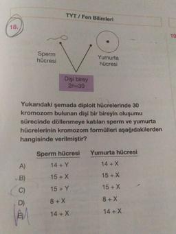 TYT / Fen Bilimleri
18.
Sperm
hücresi
Yumurta
hücresi
Dişi birey
2n=30
Yukarıdaki şemada diploit hücrelerinde 30
kromozom bulunan dişi bir bireyin oluşumu
sürecinde döllenmeye katılan sperm ve yumurta
hücrelerinin kromozom formülleri aşağıdakilerden
hangisinde verilmiştir?
Sperm hücresi
Yumurta hücresi
A)
14+ Y
14+X
B)
15 + X
15 + X
C)
15 + X
15 + Y
D)
8 + X
8+X
14 + X
14+X