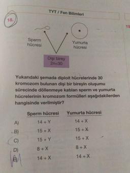 TYT / Fen Bilimleri
18.
Sperm
hücresi
Yumurta
hücresi
Dişi birey
2n=30
Yukarıdaki şemada diploit hücrelerinde 30
kromozom bulunan dişi bir bireyin oluşumu
sürecinde döllenmeye katılan sperm ve yumurta
hücrelerinin kromozom formülleri aşağıdakilerden
hangisinde verilmiştir?
Sperm hücresi
Yumurta hücresi
A)
14+ Y
14+X
B)
15 + X
15 + X
C)
15 + X
15 + Y
D)
8 + X
8+X
14 + X
14+X
