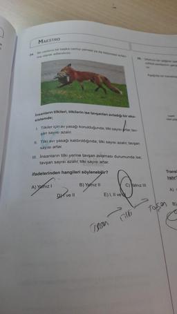 MAESTRO
34 burak anty yemeye dam
ma olarak adland
Insanların tilkileri, tilkilerin ise tavşanları avladigi bir eko-
sistemde;
1. Tilkiler için av yasagi konulduğunda: tiki sayısı artar, tav.
şan sayısı azalır.
1. Tilki avı yasağı kaldırıldığında; tilki sayısı azalır, tavşan
sayısı artar.
III. İnsanların tilki yerine tavşan avlaması durumunda ise,
tavşan sayısı azalır, tilki sayısı artar.
ifadelerinden hangileri söylenebilir?
Trans
listir
B) Yalnız 11
A) Yalniz !
c) Yalnız 11
A)
Drivell
E) I, II ve
B
Toksen
Insen
