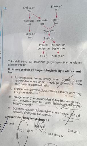 19.
Kralice an
(2n)
Erkek ari
(n)
Yumurta Yumurta
(n) (n)
Sperm
(n)
Zigot (2)
Erkek ari
(n)
Embriyo
Polenle Arı sütü ile
beslenme beslenme
Işçi an
Kraliçe an
Yukarıdaki şema bal arılarında gerçekleşen üreme olayını
göstermektedir.
Bu üreme şekliyle ve oluş