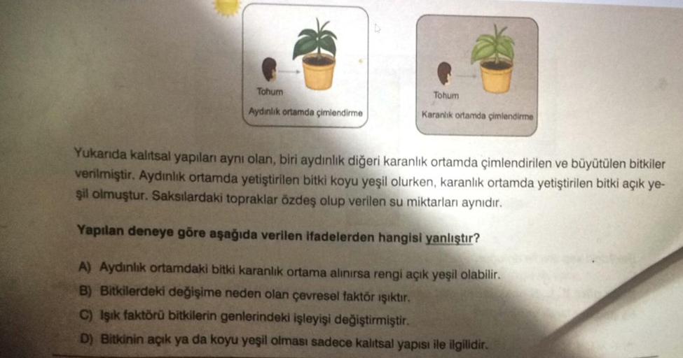 Tohum
Tohum
Aydinlik ortamda çimlendirme
Karanlık ortamda çimlendirme
Yukarıda kalıtsal yapılan aynı olan, biri aydınlık diğeri karanlık ortamda çimlendirilen ve büyütülen bitkiler
verilmiştir. Aydınlık ortamda yetiştirilen bitki koyu yeşil olurken, karanl