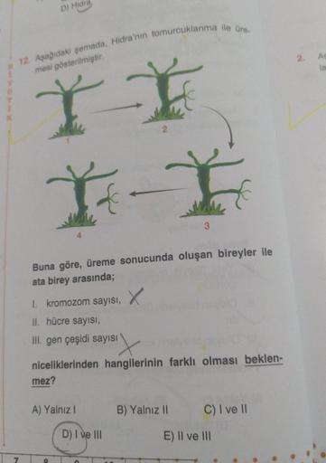 D) Hidra
12. Aşağıdaki şemada, Hidra'nın tomurcuklanma ile üre.
2
A
mesi gösterilmiştir
la
2
It
3
Buna göre, üreme sonucunda oluşan bireyler ile
ata birey arasında;
1. kromozom sayısı, X
II. hücre sayısı,
III. gen çeşidi sayısı
niceliklerinden hangilerinin