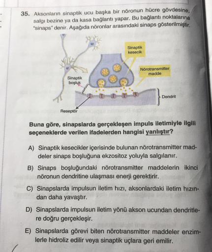 35. Aksonların sinaptik ucu başka bir nöronun hücre gövdesine,
salg, bezine da kasa bağlantı yapar. Bu bağlantı noktalarına
“sinaps” denir. Aşağıda nöronlar arasındaki sinaps gösterilmiştir.
ya
Sinaptik
kesecik
Nörotransmitter
madde
Sinaptik
boşluk
Dendrit