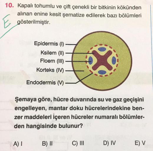 10. Kapalı tohumlu ve çift çenekli bir bitkinin kök… Biyoloji 10. Kapalı tohumlu ve çift çenekli bir bitkinin kök… Biyoloji