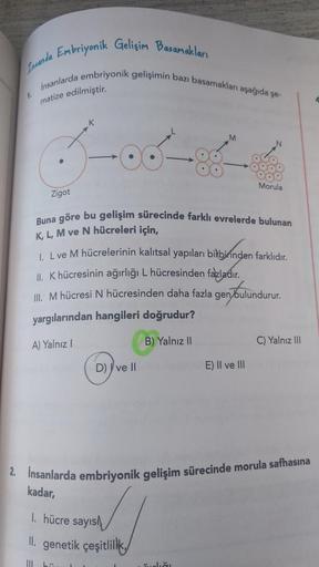 Insanda Embriyonik Gelişim Basamakları
insanlarda embriyonik gelişimin bazı basamakları aşağıda se
matize edilmiştir.
K
M
Morula
Zigot
Buna göre bu gelişim sürecinde farklı evrelerde bulunan
K, L, M ve N hücreleri için,
1. Lve M hücrelerinin kalıtsal yapıl