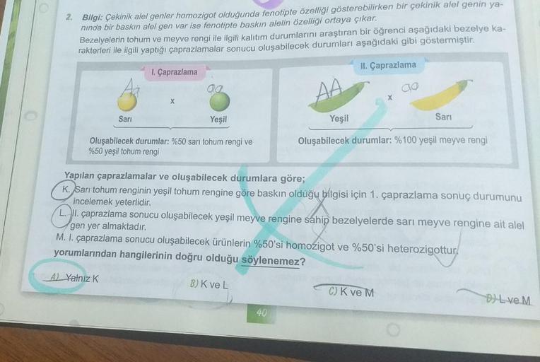 2. Bilgi: Çekinik alel genler homozigot olduğunda fenotipte özelliği gösterebilirken bir çekinik alel genin ya-
nında bir baskın alel gen var ise fenotipte baskın alelin özelliği ortaya çıkar.
Bezelyelerin tohum ve meyve rengi ile ilgili kalıtım durumların