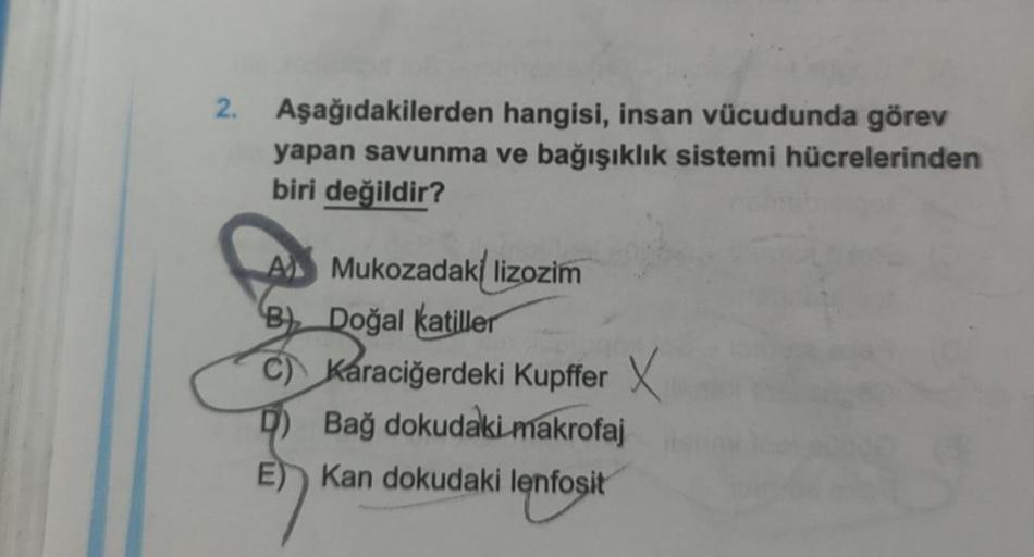 2.
Aşağıdakilerden hangisi, insan vücudunda görev
yapan savunma ve bağışıklık sistemi hücrelerinden
biri değildir?
A) Mukozadaki lizozim
B) Doğal katiller
C) Karaciğerdeki Kupffer X
D) Bağ dokudaki makrofaj
E) Kan dokudaki lenfosit