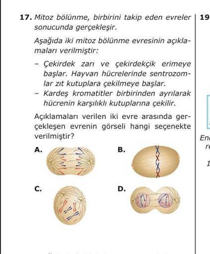19
17. Mitoz bölünme, birbirini takip eden evreler
sonucunda gerçekleşir.
Aşağıda iki mitoz bölünme evresinin açıkla-
maları verilmiştir:
Çekirdek zarı ve çekirdekçik erimeye
başlar. Hayvan hücrelerinde sentrozom-
lar zıt kutuplara çekilmeye başlar.
Kardeş kromatitler birbirinden ayrılarak
hücrenin karşılıklı kutuplarına çekilir.
Açıklamaları verilen iki evre arasında ger-
çekleşen evrenin görseli hangi seçenekte
verilmiştir?
End
re
A.
B.
1
C.
D.