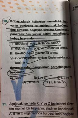 5. Ut
(10/5
10./Kobay olarak kullanılan memeli bir hay.
-
vanın pankreas ile..onikiparmak bağırsa-
ğini birbirine bağlayan virsung kanalından
pankreas özsuyunun iletimi engellenirse
kobay hayvanda,
1. depolanan yağ miktarında
artma,
II. dişkıyla atılan polimer miktarında artma,
III. tükettiği besin miktarında artma,
IV. ince bagirsakta emitert besin miktarında
azalma
durumlarından hangilerinin gerçekleşmesi
beklenir?
A Lve IT B) ILve IT
7, it ve IV
ht, fit ve ly E) II, III ve IV
11. Aşağıdaki şemada X, Y ve Z besinlerini tüke-
ten memeli bir hayvanın, sindirim kanalındaki
A, B ve C organlarında bu besinlerin değişimi
th
