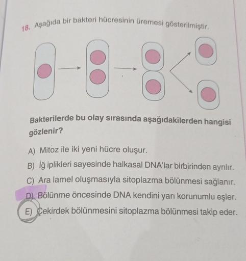 18. Aşağıda bir bakteri hücresinin üremesi gösterilmiştir.
OO
Bakterilerde bu olay sırasında aşağıdakilerden hangisi
gözlenir?
A) Mitoz ile iki yeni hücre oluşur.
B) iğ iplikleri sayesinde halkasal DNA’lar birbirinden ayrılır.
C) Ara lamel oluşmasıyla sito