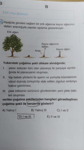 B.
B
TYTI Fen Bilimleri
Aşağıda gövdesi sağlam bir erik ağacına kayısı ağacının
dalları aracılığıyla yapılan aşılama gösterilmiştir.
Erik ağacı
Kayısı ağacının
dallan
Kayısı ağacı
Anaç
Yukarıdaki çoğalma şekli dikkate alındığında;
I. yassı solucan türü ola