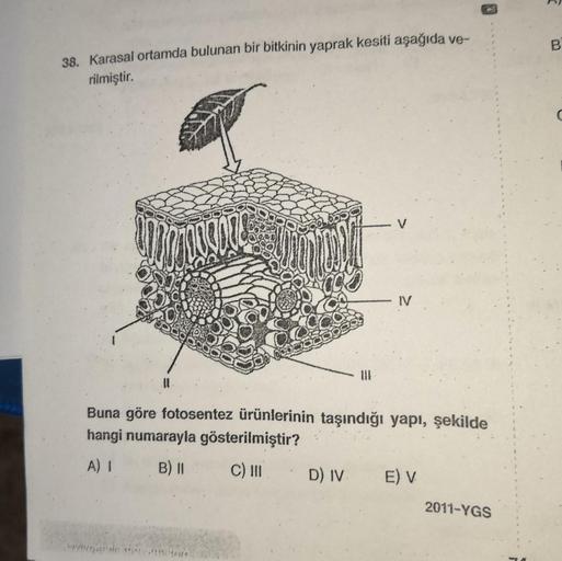 B
38. Karasal ortamda bulunan bir bitkinin yaprak kesiti aşağıda ve-
rilmiştir.
V
IV
Buna göre fotosentez ürünlerinin taşındığı yapı, şekilde
hangi numarayla gösterilmiştir?
A) 1
B) 11
C) III
D) IV
EV
2011-YGS
