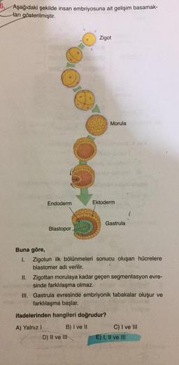6. Aşağıdaki şekilde insan embriyosuna ait gelişim basamak-
ları gösterilmiştir.
Zigot
Morula
Endoderm
Ektoderm
Gastrula
Blastopor
Buna göre,
1. Zigotun ilk bölünmeleri sonucu oluşan hücrelere
blastomer adı verilir.
II. Zigottan morulaya kadar geçen segmentasyon evre-
sinde farklılaşma olmaz.
III. Gastrula evresinde embriyonik tabakalar oluşur ve
farklılaşma başlar.
ifadelerinden hangileri doğrudur?
A) Yalnız ! B) I ve II
D) Il ve Ill
C) I ve III
E) I, II ve II